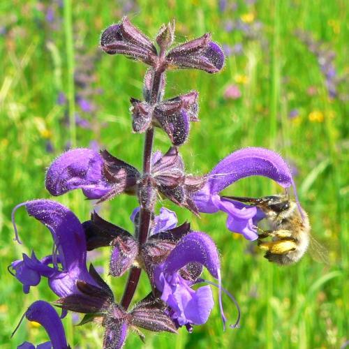 Anthophora plumipes